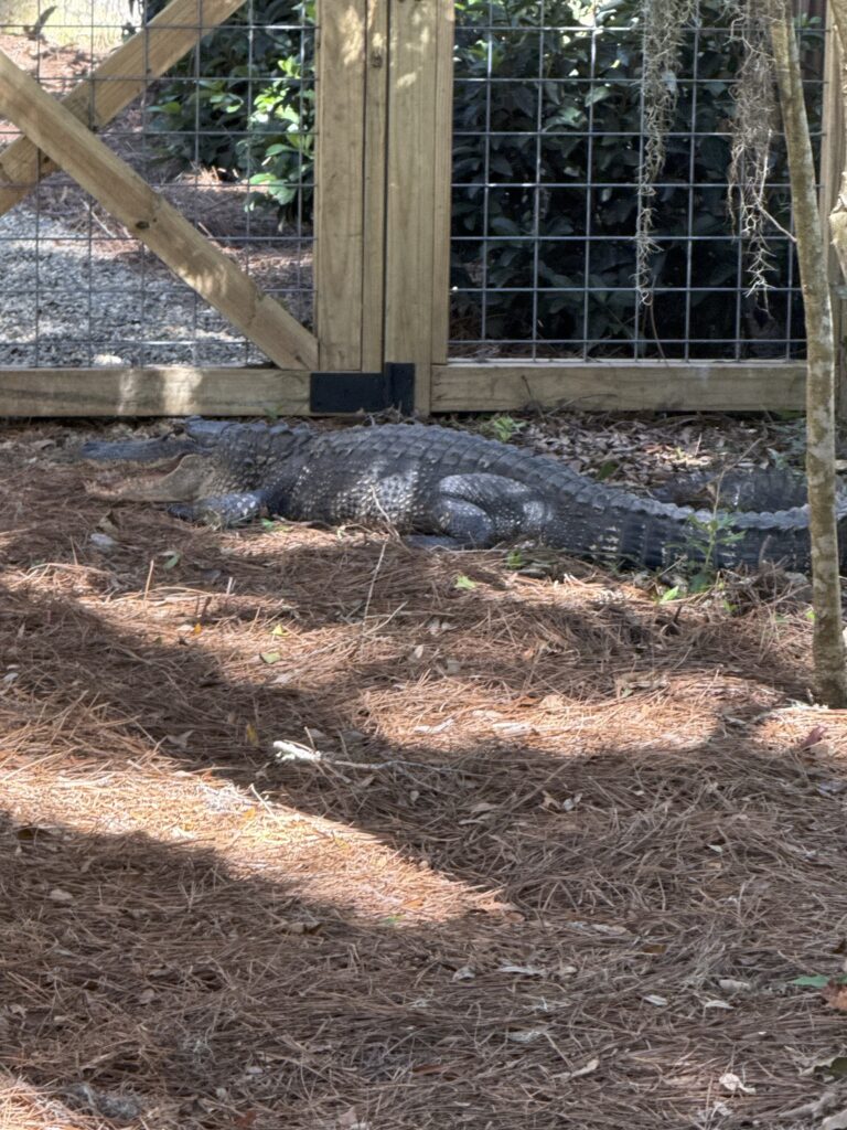 Meet My Neighbor The Alligator